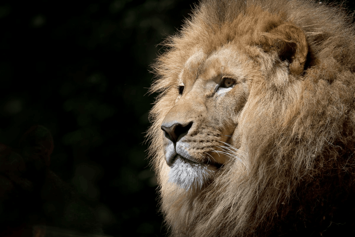Capture Every Moment In The Wild World